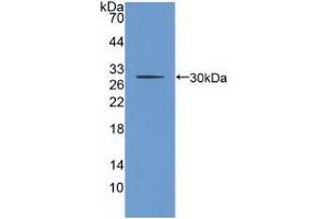 CHRNB2 antibody  (AA 86-244)