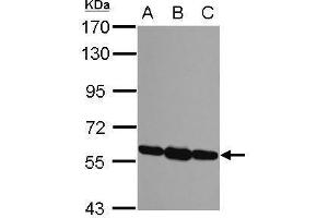 Western Blotting (WB) image for anti-Protein Disulfide Isomerase Family A, Member 3 (PDIA3) (C-Term) antibody (ABIN2854699)