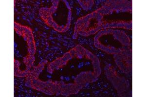 IF analysis of SCO1 using anti-SCO1 antibody (ABIN7600609). (SCO1 antibody  (AA 21-301))