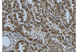 ABIN6268689 at 1/100 staining Mouse testis tissue by IHC-P. (HMOX2 antibody  (Internal Region))