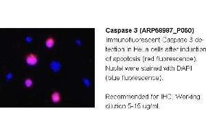 Image no. 2 for anti-Caspase 3 (CASP3) (C-Term) antibody (ABIN2787903) (Caspase 3 antibody  (C-Term))