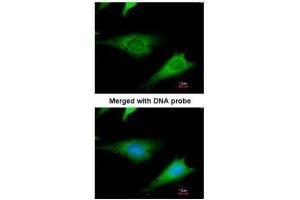 ICC/IF Image Immunofluorescence analysis of paraformaldehyde-fixed HeLa, using ribosomal protein S3a, antibody at 1:200 dilution. (RPS3A antibody)