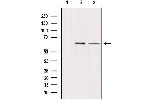 Arylsulfatase H antibody