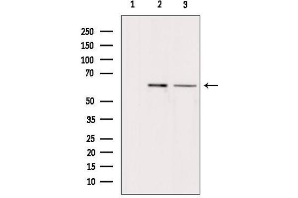 Arylsulfatase H antibody