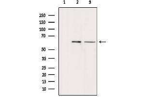 Western blot analysis of extracts from various samples, using ARSH Antibody. (Arylsulfatase H antibody)