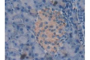 Detection of PRDX2 in Mouse Pancreas Tissue using Polyclonal Antibody to Peroxiredoxin 2 (PRDX2) (Peroxiredoxin 2 antibody  (AA 6-164))
