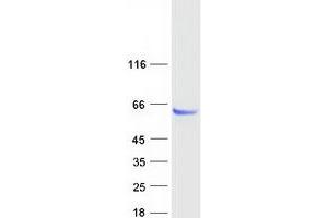 Validation with Western Blot (PPM1J Protein (Myc-DYKDDDDK Tag))