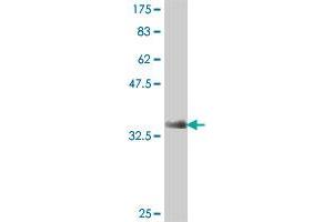 Western Blot detection against Immunogen (38. (ATP6V1F antibody  (AA 10-119))