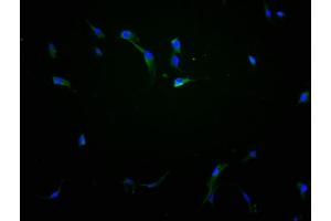 Immunofluorescence staining of NIH/3T3 cells with ABIN7151831 at 1:100, counter-stained with DAPI. (EPHA1 antibody  (AA 242-564))