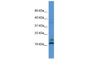 MAGOH antibody (70R-10030) used at 0. (MAGOH antibody  (N-Term))