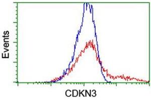 Flow Cytometry (FACS) image for anti-Cyclin-Dependent Kinase Inhibitor 3 (CDKN3) antibody (ABIN1497459) (CDKN3 antibody)