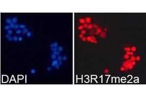 Immunofluorescence (IF) image for anti-Histone 3 (H3) (H3R17me2a) antibody (ABIN1872982) (Histone 3 antibody  (H3R17me2a))