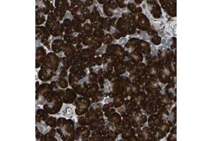 Immunohistochemical staining (Formalin-fixed paraffin-embedded sections) of human pancreas with SYVN1 polyclonal antibody  shows strong cytoplasmic positivity in exocrine glandular cells