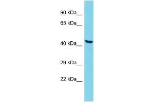 Host: Rabbit Target Name: ATAD3C Sample Type: A549 Whole Cell lysates Antibody Dilution: 1. (ATAD3C antibody  (N-Term))