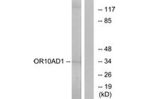 Western blot analysis of extracts from HeLa cells, using OR10AD1 Antibody. (OR10AD1 antibody  (AA 141-190))