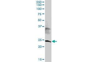 TRFP MaxPab polyclonal antibody. (MED20 antibody  (AA 1-212))