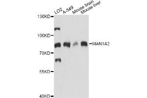 Western blot analysis of extracts of various cell lines, using MAN1A2 antibody. (MAN1A2 antibody)