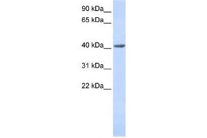 Western Blotting (WB) image for anti-SET and MYND Domain Containing 3 (SMYD3) antibody (ABIN2459439) (SMYD3 antibody)