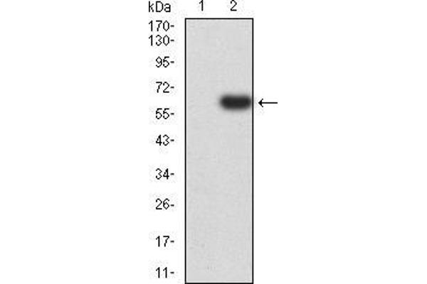 PTPN14 antibody  (AA 896-1169)