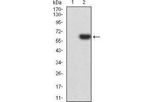 Western blot analysis using PTPN14 mAb against HEK293 (1) and PTPN14 (AA: 896-1169)-hIgGFc transfected HEK293 (2) cell lysate. (PTPN14 antibody  (AA 896-1169))