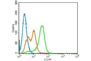 K562 cells probed with Leptin receptor Polyclonal Antibody, Unconjugated  at 3ug for 30 minutes followed by incubation with a conjugated secondary (PE Conjugated) (green) for 30 minutes compared to control cells (blue), secondary only (light blue) and isotype control (orange). (Leptin Receptor antibody  (AA 501-600))
