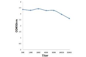 Antigen: 0. (HSD3B7 antibody  (AA 281-369))