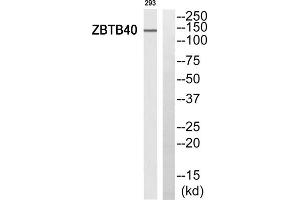Western blot analysis of extracts from 293 cells, using ZBTB40 antibody. (ZBTB40 antibody  (C-Term))
