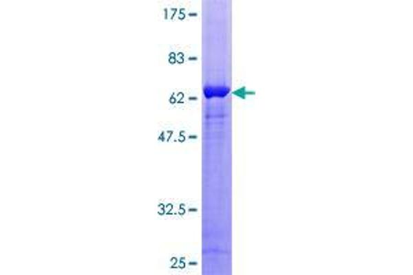 GNB1L Protein (AA 1-327) (GST tag)