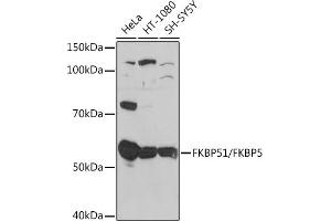 Western blot analysis of extracts of various cell lines, using FKBP51/FKBP5 Rabbit mAb (ABIN7267213) at 1:1000 dilution. (FKBP5 antibody)