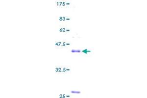 NPPB Protein (AA 1-134) (GST tag)