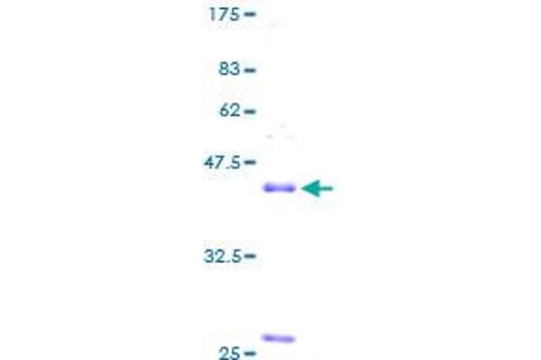 NPPB Protein (AA 1-134) (GST tag)