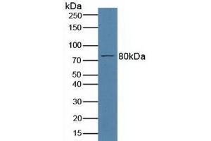 Figure. (MPL antibody  (AA 66-260))