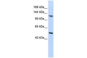 HERC5 antibody  (Middle Region)