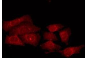ABIN6275538 staining HepG2 by IF/ICC. (PRKY antibody)