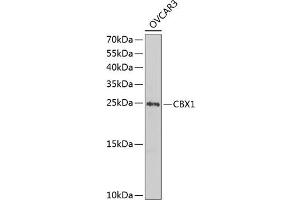 Western blot analysis of extracts of OVCAR-3 cells, using CBX1 antibody (ABIN1512680, ABIN3023224, ABIN3023225 and ABIN6219469) at 1:1000 dilution. (CBX1 antibody  (AA 1-185))
