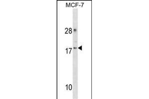 CDK2 Antibody (Center) (ABIN1881193 and ABIN2838367) western blot analysis in MCF-7 cell line lysates (35 μg/lane). (CDK2AP2 antibody  (AA 64-92))