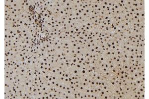ABIN6273010 at 1/100 staining Rat liver tissue by IHC-P. (NASP antibody  (C-Term))