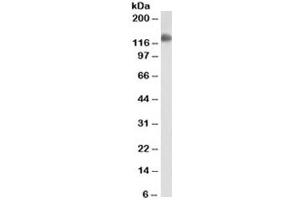 Western blot testing of ThP1 cell lysate with CD31 antibody (clone JC/70A). (CD31 antibody)