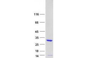 Validation with Western Blot (TPMT Protein (Myc-DYKDDDDK Tag))