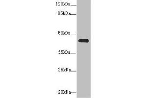 NR2E1 antibody  (AA 106-385)