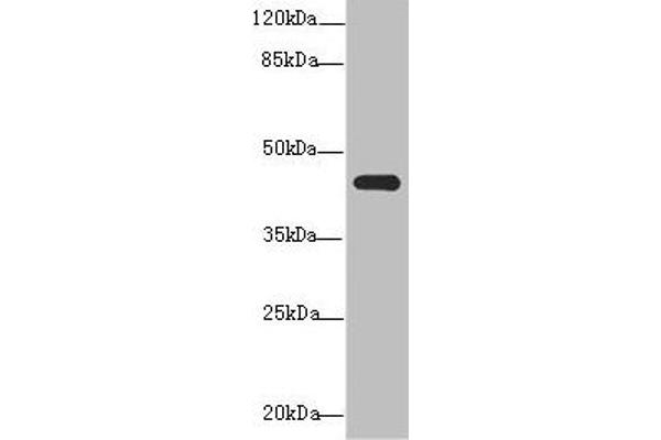 NR2E1 anticorps  (AA 106-385)