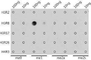 Dot-blot analysis of all sorts of methylation peptides using MonoMethyl-Histone H3-R8 antibody (ABIN3017482, ABIN3017483, ABIN3017484 and ABIN6220107) at 1:1000 dilution. (Histone 3 antibody  (H3R8me))