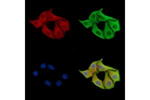 ABIN7095389 and ABIN7099446 staining Hela cells by IF/ICC.