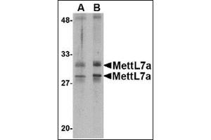 Western blot analysis of MettL7A in MCF cell lysate with this product at 2 μg/ml. (METTL7A antibody  (Center))