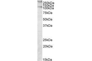 Image no. 1 for anti-Talin 1 (TLN1) (Internal Region) antibody (ABIN453977)