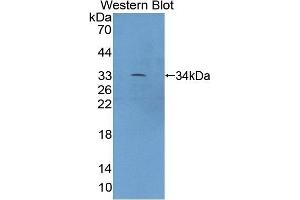 Detection of Recombinant XYLT2, Mouse using Polyclonal Antibody to Xylosyltransferase II (XYLT2) (XYLT2 antibody  (AA 596-865))