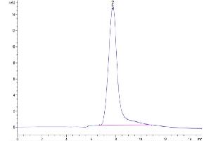 The purity of Cynomolgus BSPII is greater than 95 % as determined by SEC-HPLC.