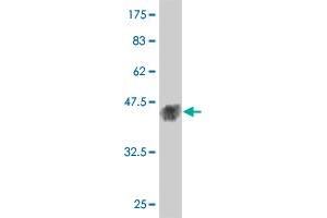 Western Blot detection against Immunogen (38. (MAPK12 antibody  (AA 251-367))