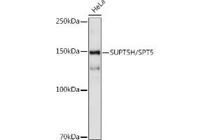 Western blot analysis of extracts of HeLa cells, using SUPT5H/SPT5 antibody (ABIN7270878) at 1:1000 dilution. (SUPT5H antibody)