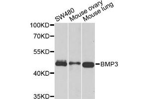 Western blot analysis of extracts of various cell lines, using BMP3 antibody (ABIN5975705) at 1/1000 dilution. (BMP3 antibody)